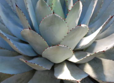 Hypnose